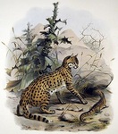 Asiatic wildcat (Felis silvestris ornata)