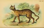 Asiatic wildcat (Felis silvestris ornata)