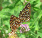 Atlantis fritillary (Speyeria atlantis)