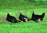 wild turkey (Meleagris gallopavo)