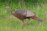 wild turkey (Meleagris gallopavo)