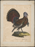 wild turkey (Meleagris gallopavo)