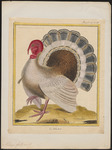 wild turkey (Meleagris gallopavo)