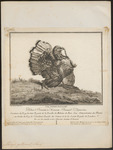 wild turkey (Meleagris gallopavo)