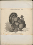 wild turkey (Meleagris gallopavo)