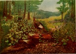 wild turkey (Meleagris gallopavo)