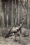 wild turkey (Meleagris gallopavo)