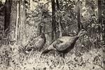 wild turkey (Meleagris gallopavo)