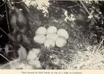 wild turkey (Meleagris gallopavo)