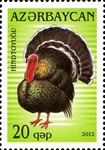 wild turkey (Meleagris gallopavo)