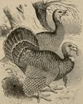 wild turkey (Meleagris gallopavo)