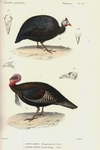 helmeted guineafowl (Numida meleagris), wild turkey (Meleagris gallopavo)