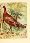 wild turkey (Meleagris gallopavo)