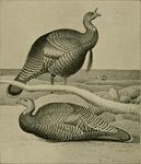 wild turkey (Meleagris gallopavo)