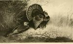 wild turkey (Meleagris gallopavo)