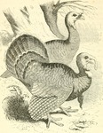 wild turkey (Meleagris gallopavo)