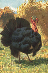 domesticated turkey (Meleagris gallopavo)