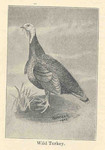 domesticated turkey (Meleagris gallopavo)