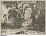 domesticated turkey (Meleagris gallopavo)