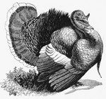 domesticated turkey (Meleagris gallopavo)
