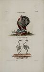 domesticated turkey (Meleagris gallopavo)