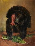 domesticated turkey (Meleagris gallopavo)