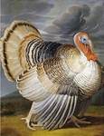 domesticated turkey (Meleagris gallopavo)