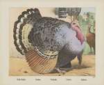 domesticated turkey (Meleagris gallopavo)