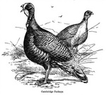 domesticated turkey (Meleagris gallopavo)