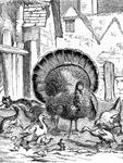 domesticated turkey (Meleagris gallopavo)