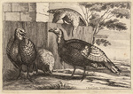 domesticated turkey (Meleagris gallopavo)