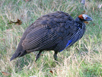 vulturine guineafowl (Acryllium vulturinum)