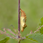 small tortoiseshell (Aglais urticae)