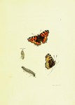 small tortoiseshell (Aglais urticae)