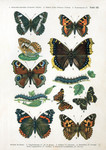 ...ady (Vanessa cardui), map butterfly (Araschnia levana), map butterfly (Araschnia levana f. prors...