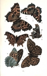 blackleg tortoiseshell (Nymphalis polychloros), small tortoiseshell (Aglais urticae), comma butt...