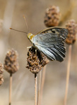 silver-washed fritillary (Argynnis paphia)