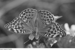 silver-washed fritillary (Argynnis paphia)