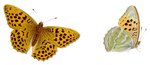 silver-washed fritillary (Argynnis paphia)