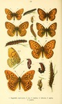 silver-washed fritillary (Argynnis paphia)