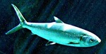 milkfish (Chanos chanos)