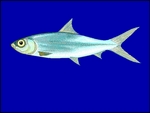 milkfish (Chanos chanos)