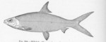 milkfish (Chanos chanos)