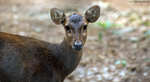 Bawean hog deer (Hyelaphus kuhlii)