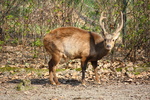 Bawean hog deer (Hyelaphus kuhlii)