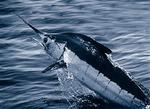 Atlantic blue marlin (Makaira nigricans)