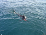 Atlantic blue marlin (Makaira nigricans)