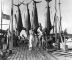 Atlantic blue marlin (Makaira nigricans)