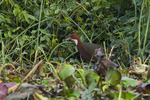 white-throated rail (Dryolimnas cuvieri)