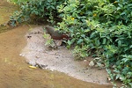 white-throated rail (Dryolimnas cuvieri)